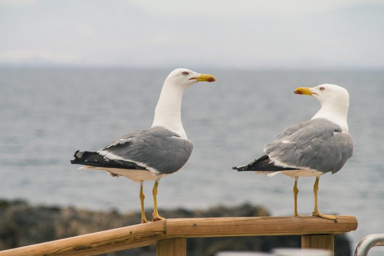 Cómo ahuyentar a las gaviotas